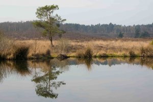 Dersingham Bog North Norfolk