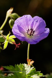 Geranium Rozanne