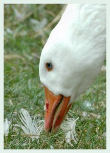 Grazing goose