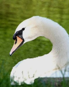 Mute Swan