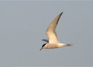 Common Tern