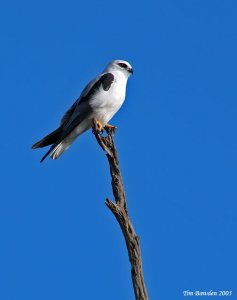 Black-shouldered Kite