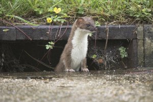 Stoat