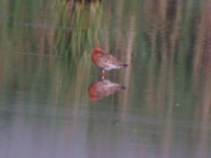 Black Tailed Godwit