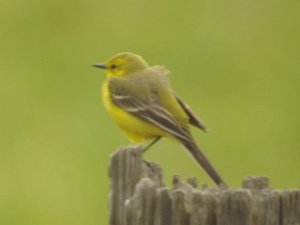 Yellow Wagtail