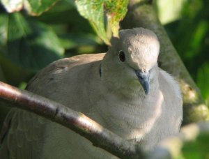 Collared Dove