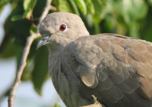 Collared Dove 2