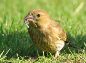 Greenfinch