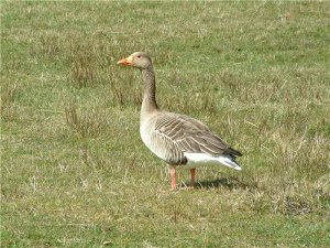 Greylag Goose