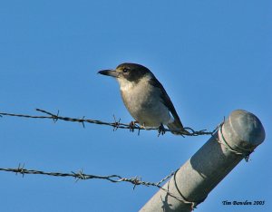 Grey Butcherbird