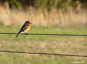 Flame Robin