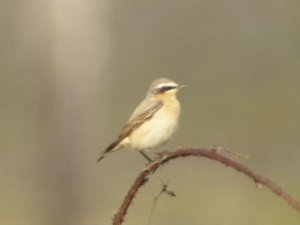 Wheatear