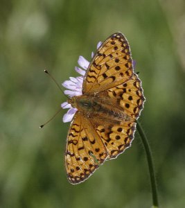 Dark Green Fritillary, 2