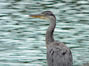 Heron Portrait