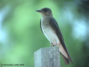 Grey-breasted Martin