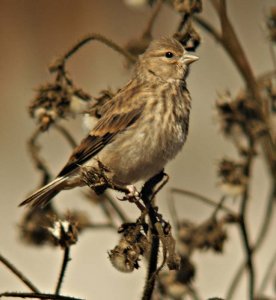 Eurasian Linnet juv.