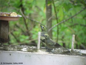 Palm Tanagers at feeder