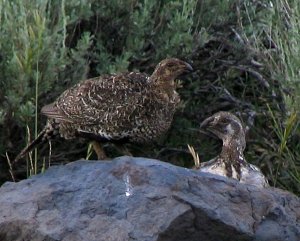 Sage Grouse