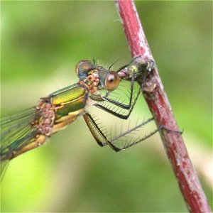 Emerald Damselfly