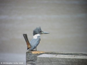 Ringed Kingfisher (female)