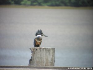 Ringed Kingfisher (female)