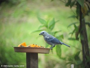 Blue-grey Tanager