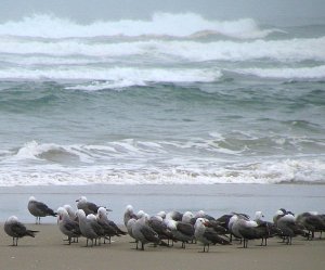 Heermann's Gulls