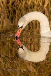 Reflections