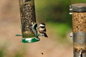 SF - Clumsy Chickadee