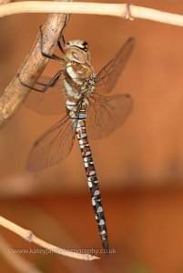 Resting migrant hawker