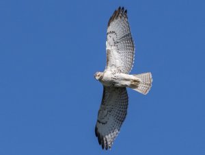 Red Tail Hunting