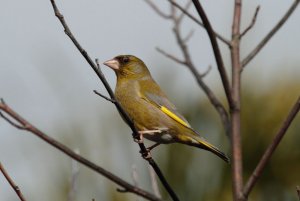 Greenfinch