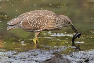 Black-crowned Night_Heron, Juvenile