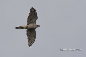 Northern Goshawk