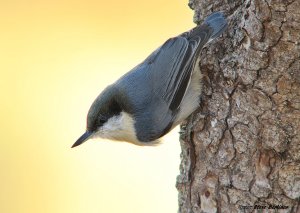 Pygmy Nuthatch