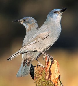 Pinyon Jays