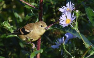 American Goldfinch