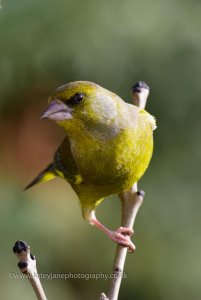 Mr grumpy the greenfinch