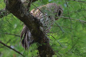 Barred Owl