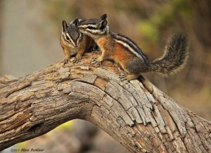 Chipmunk pals