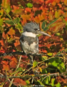 Belted Kingfisher