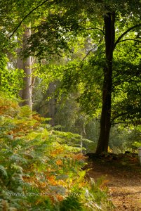 Autumn Norfolk style