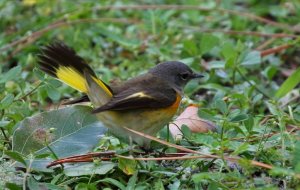 American Redstart, Imature Male