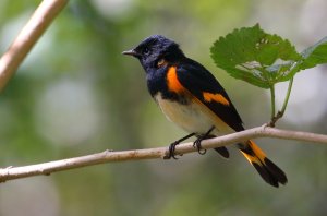 American Redstart, Adult Male