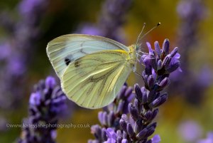 Green veined white.