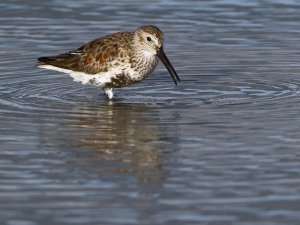 Dunlin, Atlantic