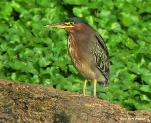 Green Heron