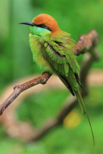 Green Bee-eater