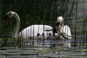 Should be free to live their lives but not at the lakes of death