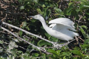 Cattle Egret, Chick